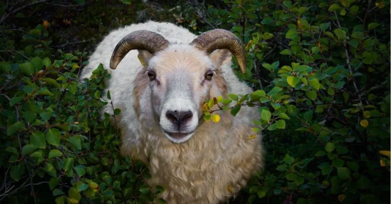 Qu39est ce que la corne du salut dans la Bible